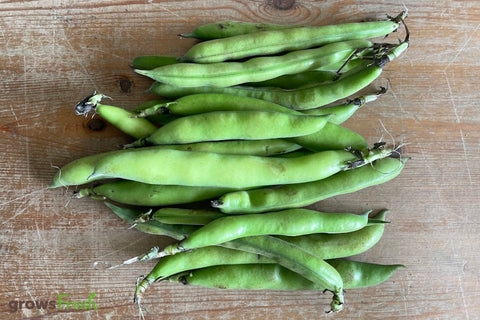 Organic Broad Beans - Australian