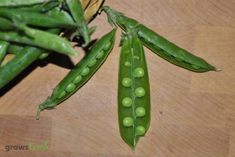 Organic Peas (Shelling Variety) - Australian