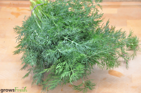 Organic Herbs - Dill - Fresh - Australian