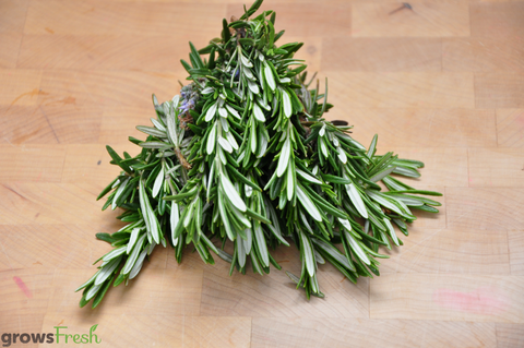 Organic Herbs - Rosemary - Fresh - Australian