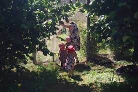 Organic Raspberries - Australian