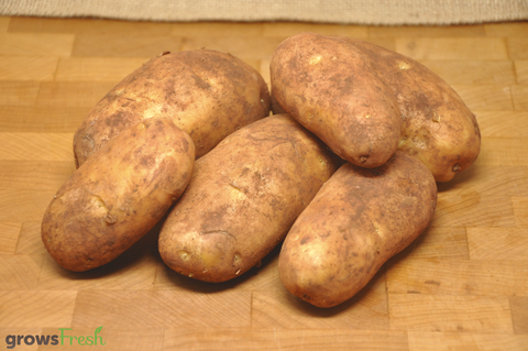 Organic Potatoes - Dutch Cream - Unwashed - Australian