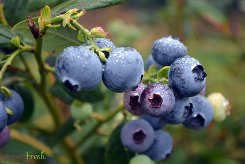 Organic Blueberries - Australian