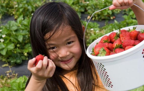 This Week's Summer Organic Cherries, Berries & Stonefruits - flavour bombs!!!