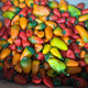 Organic Capsicums/ Bell Peppers  - (as pictured) Mini Snacking Size - Australian (On Sale)