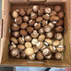 Organic Mushrooms - Swiss Brown - Australian (Larger Size)