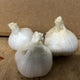 Organic Russian Garlic - Australian