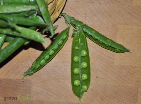 Organic Peas (Shelling Variety) - Australian
