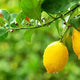Organic Lemons -  Australian