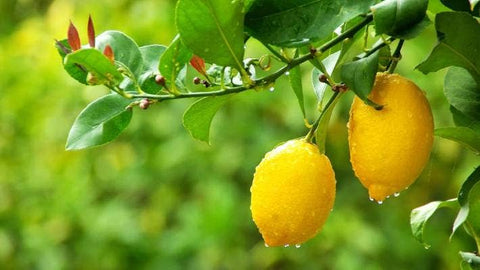 Organic Lemons -  Australian