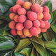 Organic Lychees - Australian