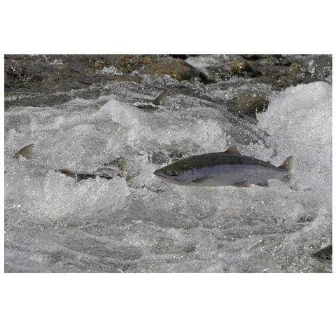 銅河 - 野生阿拉斯加 - 紅鮭魚 - 部分 - 冷凍 - 美國阿拉斯加