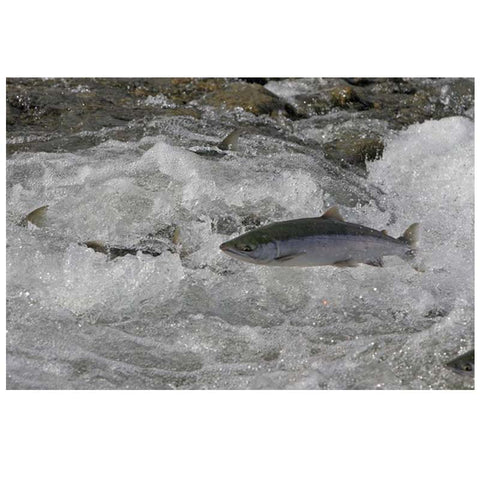 Copper River - Wild Alaska - Sockeye Salmon - Portions - Frozen - Alaska USA