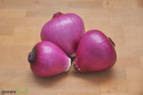 Organic Red Onion - Australian