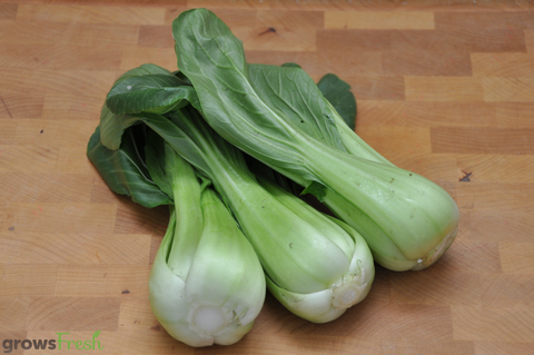 Organic Bok Choy - Australian