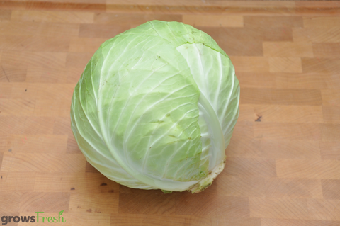 Organic Cabbage - Green - Australian