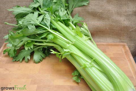 Organic Celery - Australian