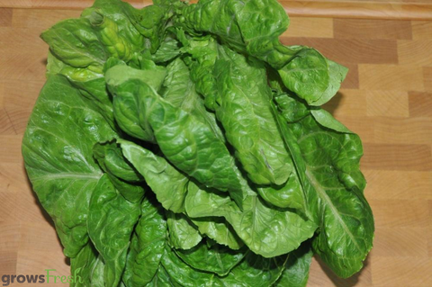 Organic Lettuce - Cos (Romaine) - Whole Piece - Australian