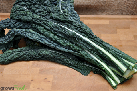 Organic Kale - Black (Tuscan) - Fresh - Australian