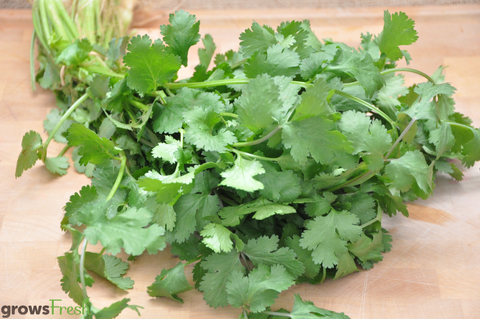 Organic Herbs - Coriander (Cilantro) - Fresh - Australian