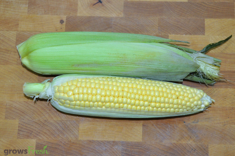 Organic Sweet Corn - Australian