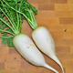 Organic Radish - Daikon - Whole - Australian