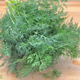 Organic Herbs - Dill - Fresh - Australian