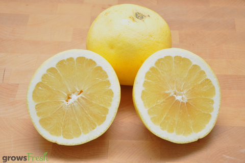 Organic Grapefruit - Red - Australian