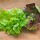 Organic Lettuce - Green Oak (Butter Lettuce) - Australian
