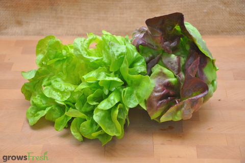 Organic Lettuce - Green Oak (Butter Lettuce) - Australian