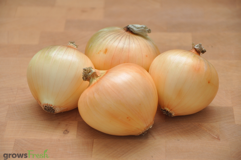 Organic Onions - Brown - Australian