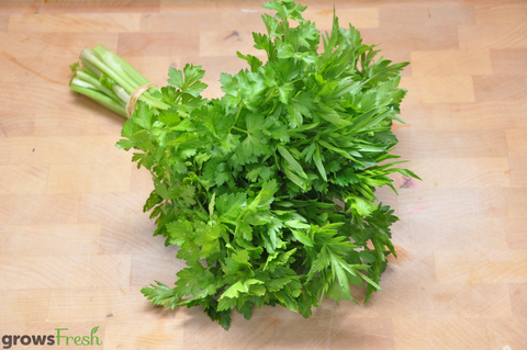 Organic Herbs - Parsley - Fresh - Australian