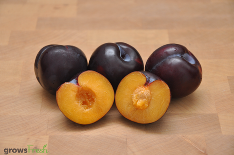 Organic Blood Plums - Australian