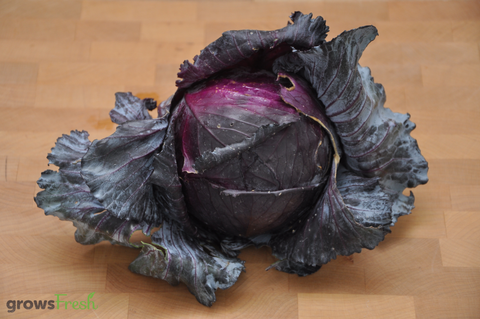 Organic Cabbage - Red - Australian