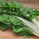 Organic Silverbeet - Australian
