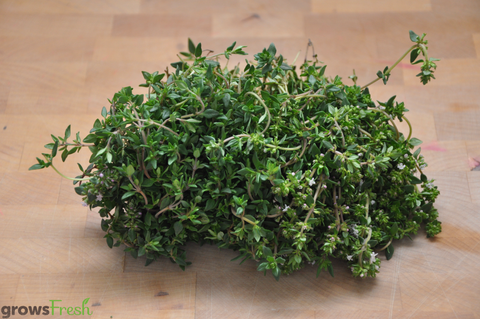 Organic Herbs - Thyme - Fresh - Australian