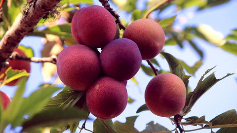 Organic Blood Plums - Australian