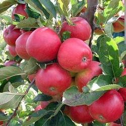 Organic Apples - Red - Australian