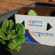 Organic Lettuce - Cos (Romaine) - Whole Piece - Australian