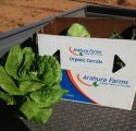 Organic Lettuce - Cos (Romaine) - Whole Piece - Australian