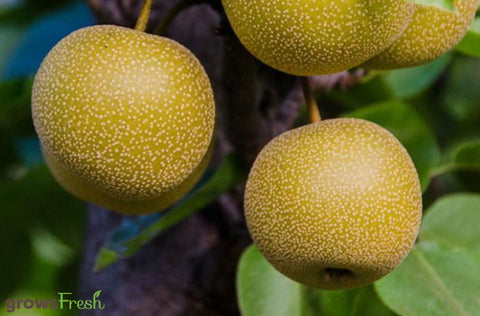 Organic Nashi Pear - Australian