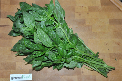 Organic Herbs - Basil - Fresh - Australian