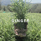 Organic Ginger - Australian