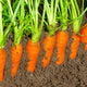 Organic Carrots - Medium/Small - Australian