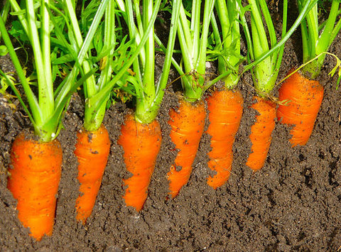 Organic Carrots - Medium/Small - Australian