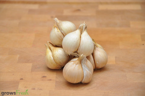 Organic Garlic - Australian