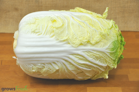 Organic Chinese Cabbage - Wombok - Australian