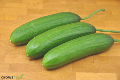 Organic Cucumber - Lebanese - Australian