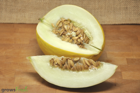 Organic Honeydew Melon - Australian