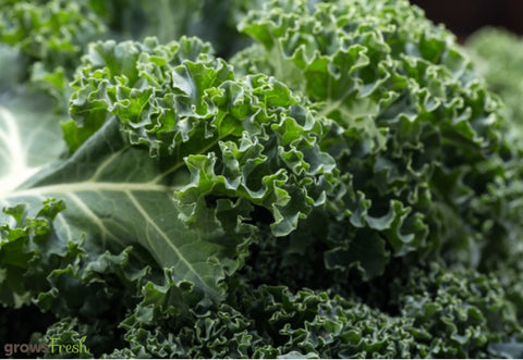 Organic Kale - Green (Curly) -  Fresh - Australian